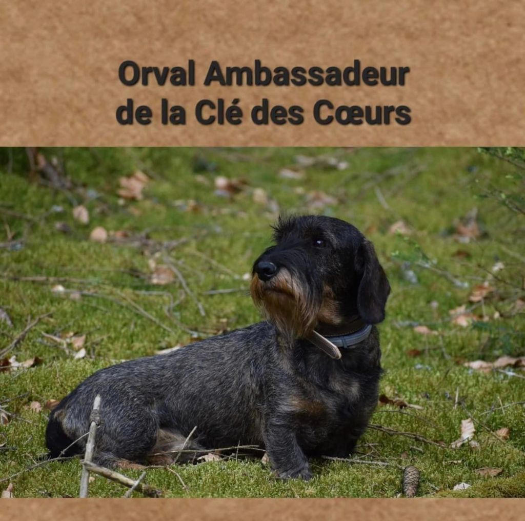 CH. Orval ambassadeur De La Clé Des Coeurs